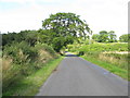 Tree overhanging Stonedyke Road