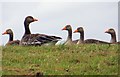 SP4505 : Greylag geese by Farmoor Reservoir by Steve Daniels