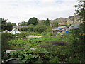 Allotments - Chester Road