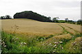 Wheat field near Thimbleby Grange