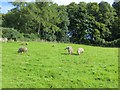 Sheep, Pool of Muckhart