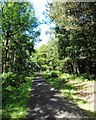 Track through Stead Spring Woods