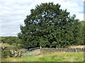 Oak tree near Hazelshaw Farm