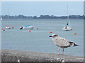 Y Felinheli: young gull on the sea wall