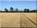 Wheat stubble, Pratis