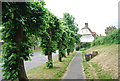 Tree lined path