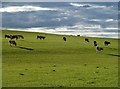 Cattle at Begrow