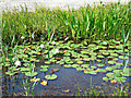 Lilly pads by the Clyde