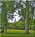 SU8403 : View through poplar avenue to Chichester Cathedral by Rob Farrow