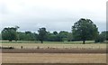 Trees near a farm track, south-east of Fro-fawr Farm