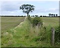 Hedge separating two arable fields