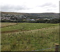 Sheep on upland pasture, Nantyglo