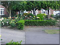 Rose gardens on Church Meadow, Long Ditton