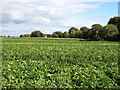 Farmland east of Marshfield