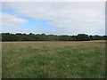 ST4855 : Grazing meadow on upland limestone plateau with woodland boundary by Dr Duncan Pepper