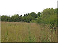 TQ7297 : Path through meadow, Crowsheath Community Woodland, Downham by Roger Jones
