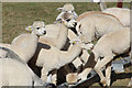 TQ7531 : Feeding time at Lightfoot Alpacas by Oast House Archive
