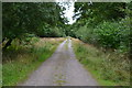 Forest track through Howe Copse East