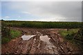 East Devon : Crop Field