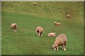 Mid Devon : Sheep Grazing