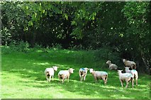 SS9208 : Mid Devon : Sheep Grazing by Lewis Clarke