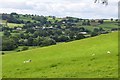 Mid Devon : Grassy Field