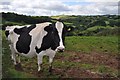 Mid Devon : Grassy Field & Cattle