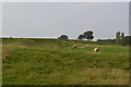 Sheep grazing on Butter Hill