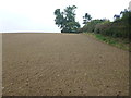 Winter wheat, Kirk Bank