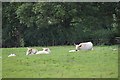 Mid Devon : Cattle Grazing