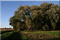 Willows along the western edge of Howden Marsh Local Nature Reserve