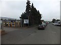 Trees flourishing in an industrial estate