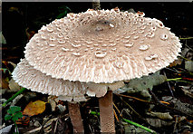 J3875 : Fungi, Belfast by Albert Bridge