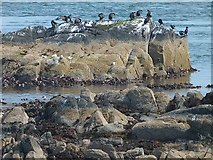 C6540 : Guano-encrusted tidal rocks with cormorants at Greencastle by Oliver Dixon