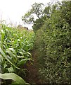 ST6824 : Maize and hedge near Brooke's Hall by Derek Harper
