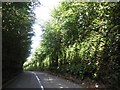 High hedges on the B3224