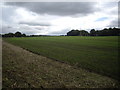 A large freshly sown field by B6532