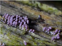 NS3977 : A slime mould - Arcyria denudata by Lairich Rig