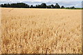 SO8641 : Oats field at Earl's Croome by Philip Halling