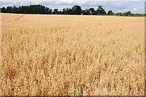 SO8641 : Oats field at Earl's Croome by Philip Halling