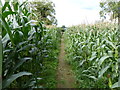 Footpath through a field of maize