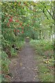 Footpath & Mountain Ash