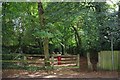 Footpath Through Windmill Wood, Gough