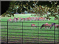 Feeding time on Magdalen meadow