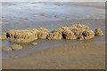 SD3045 : Petrified tree stumps on the beach by Steve Daniels