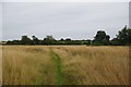 Footpath to Mountnessing Hall