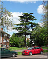 Conifer, Brackley Road