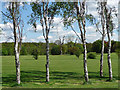 Silver birches, Beckenham Place Park