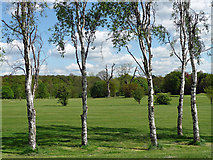 TQ3770 : Silver birches, Beckenham Place Park by Stephen Richards