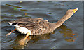 J3675 : Greylag goose, Victoria Park, Belfast (2) by Albert Bridge